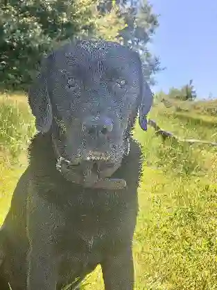 Chien Trouvé 16 Charente - Nexon