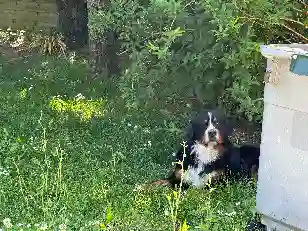 Chien Trouvé 26 Drôme - Usher