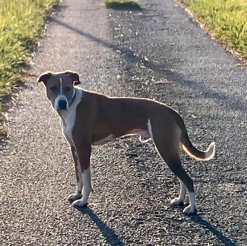 Chien Trouvé 31 Haute-Garonne - Spoky