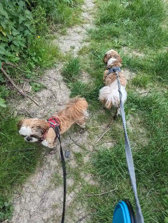 Chien Trouvé 31 Haute-Garonne - Ulysse-et-uston