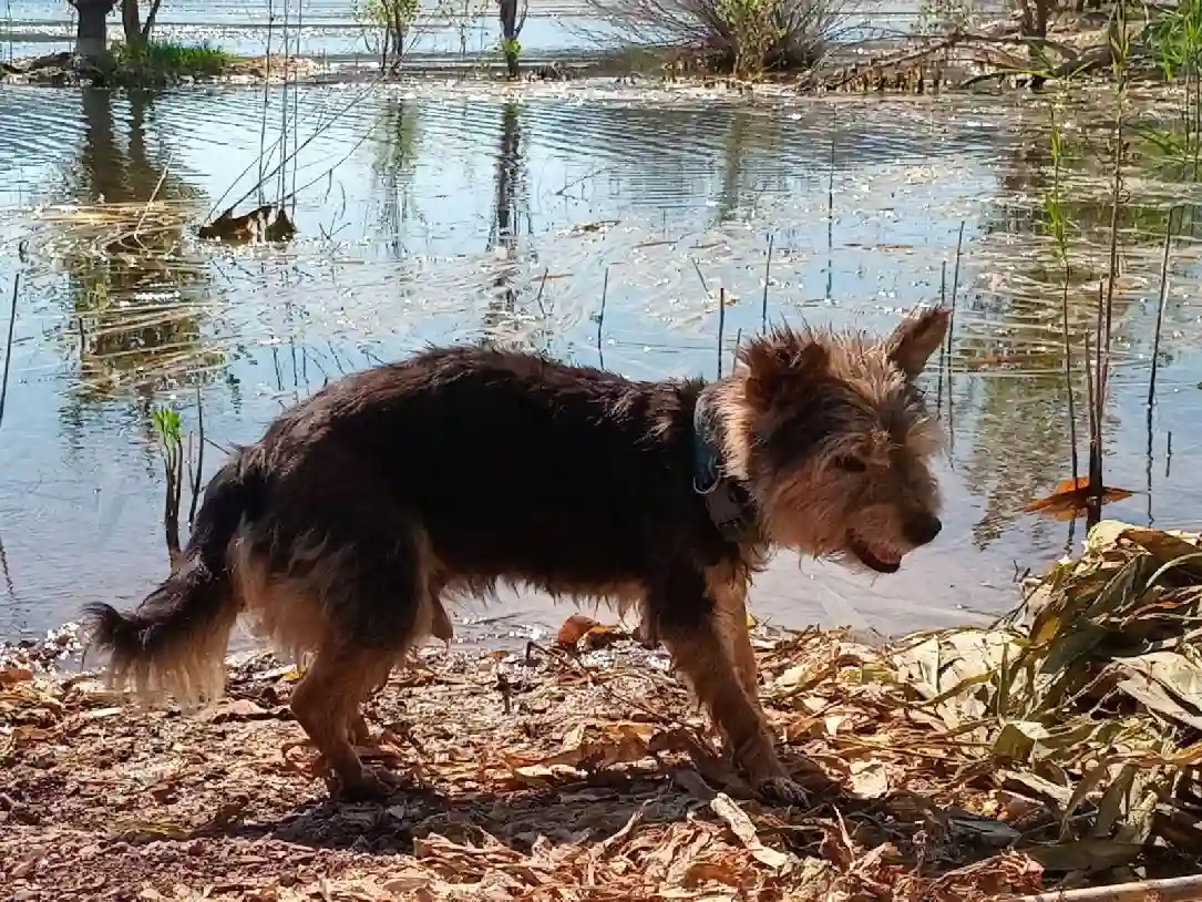 Chien Trouvé 34 Hérault - Lucero