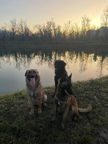 Chien Perdu 38 Isère - Tango-tania-taiko