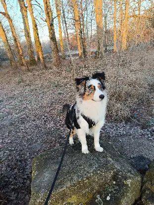 Chien Trouvé 41 Loir-et-Cher