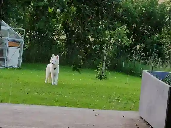 Chien Trouvé 57 Moselle - Sirci-maurice