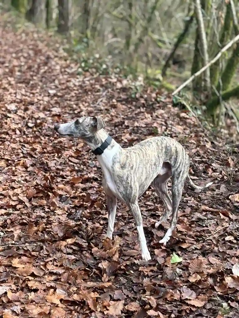 Chien Trouvé 67 Bas-Rhin - Pollock