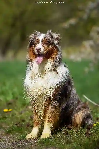 Chien Trouvé 68 Haut-Rhin - Negan