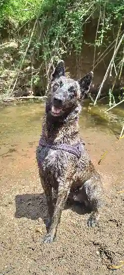 Chien Trouvé 83 Var - Pako