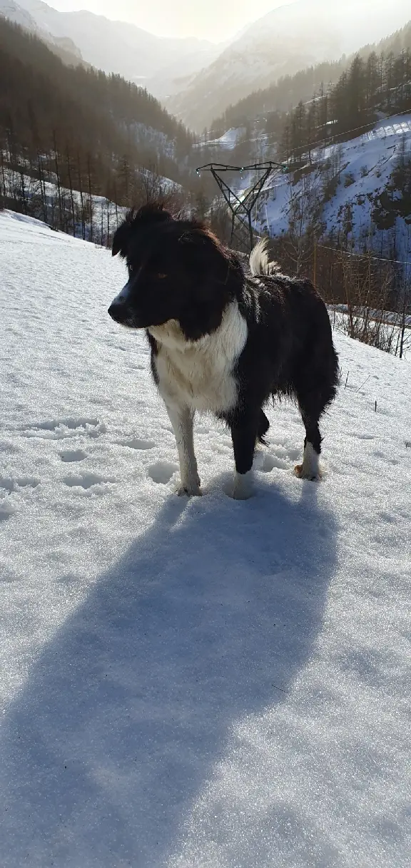 Chienne Perdue 05 Hautes-Alpes - Miquette