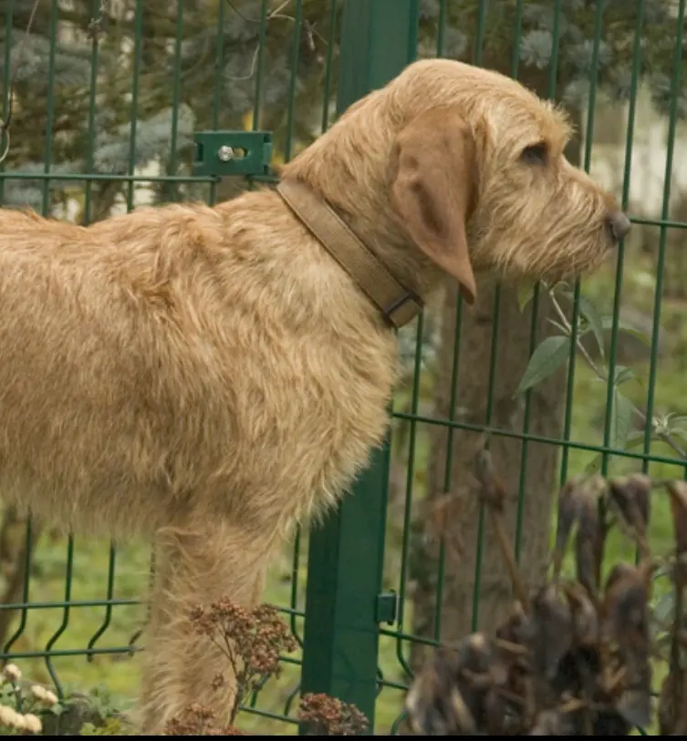 Chienne Perdue 07 Ardèche - Ruby