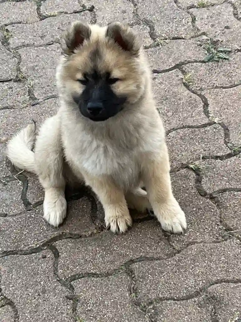 Chienne Perdue 16 Charente - Vendy