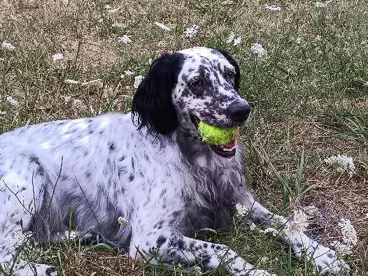 Chienne Perdue 17 Charente-Maritime