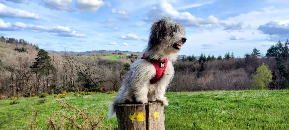 Chienne Perdue 19 Corrèze - Pelotte