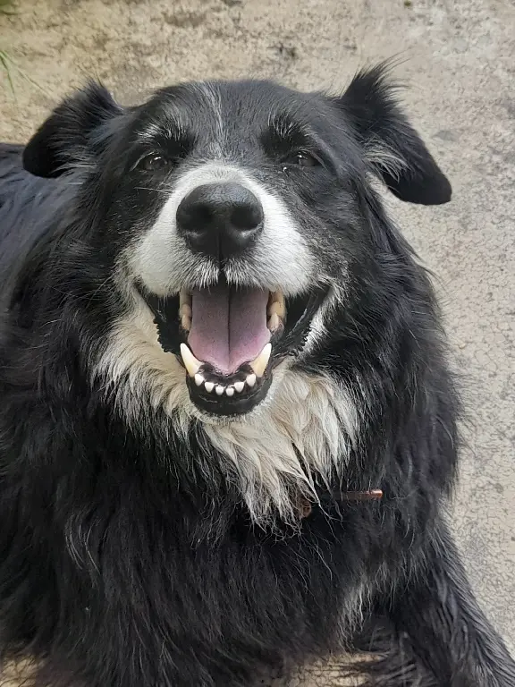 Chienne Perdue 26 Drôme - Rien