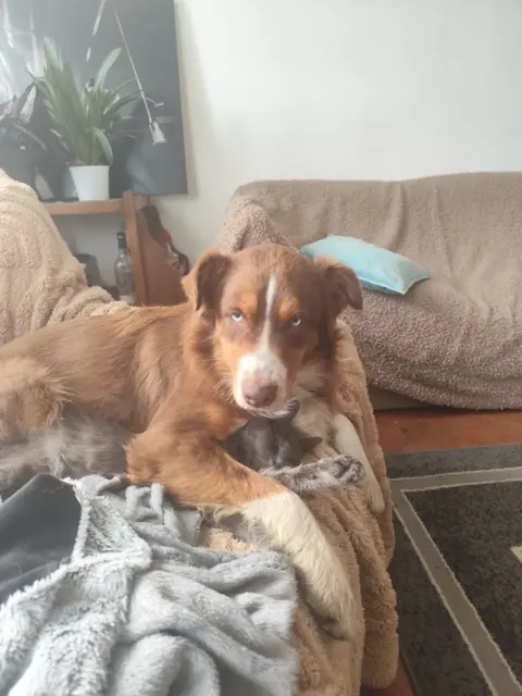 dog lost   27240 Chambois Vanylle