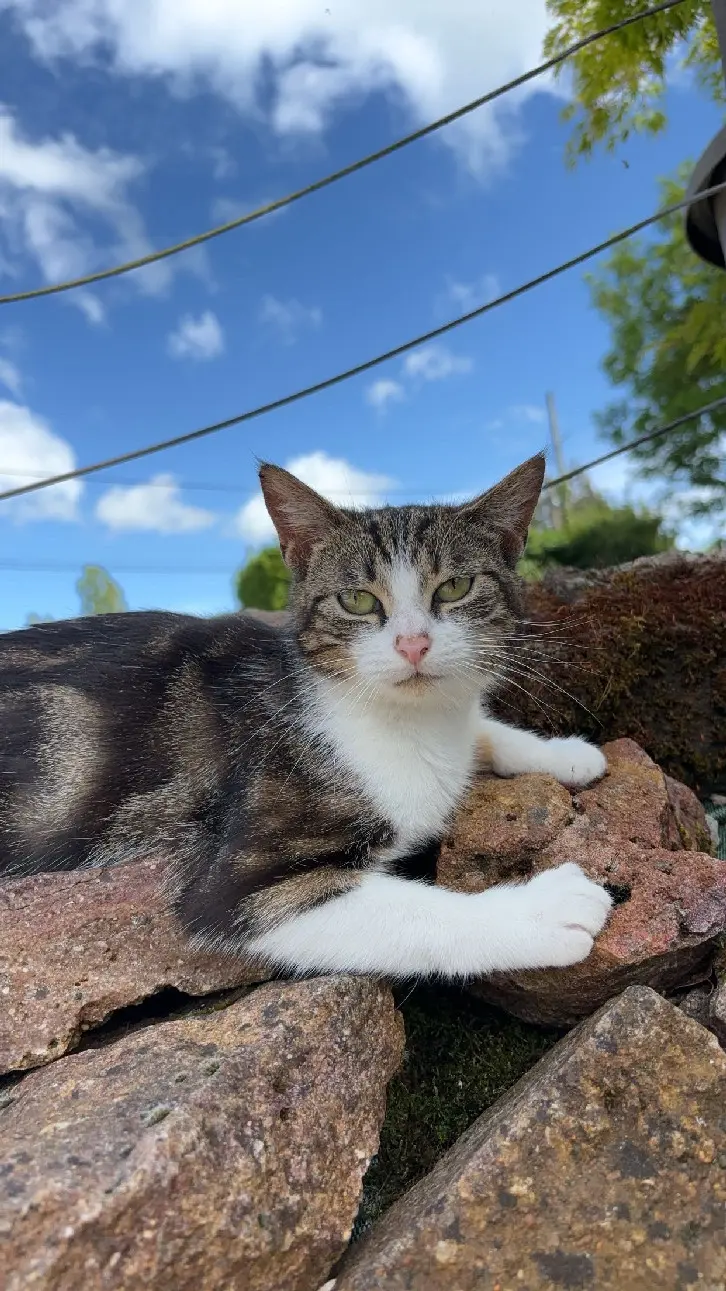 Chienne Perdue 28 Eure-et-Loir - Moumoune