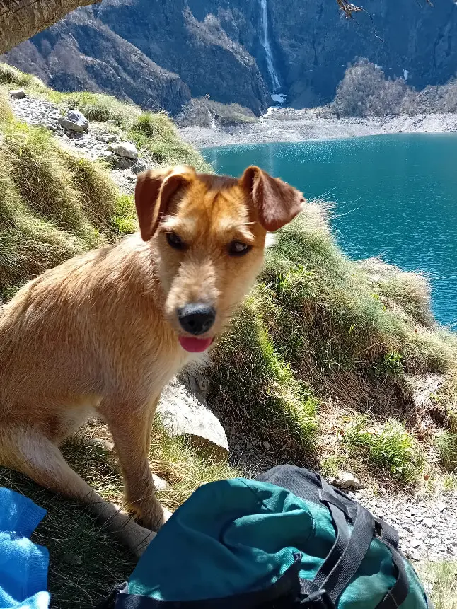 Chienne Perdue 31 Haute-Garonne - Glyka