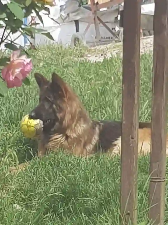 Chienne Perdue 33 Gironde - Lokka