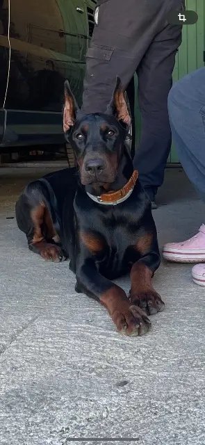 dog lost   34120 Lézignan-la-Cèbe Umpa