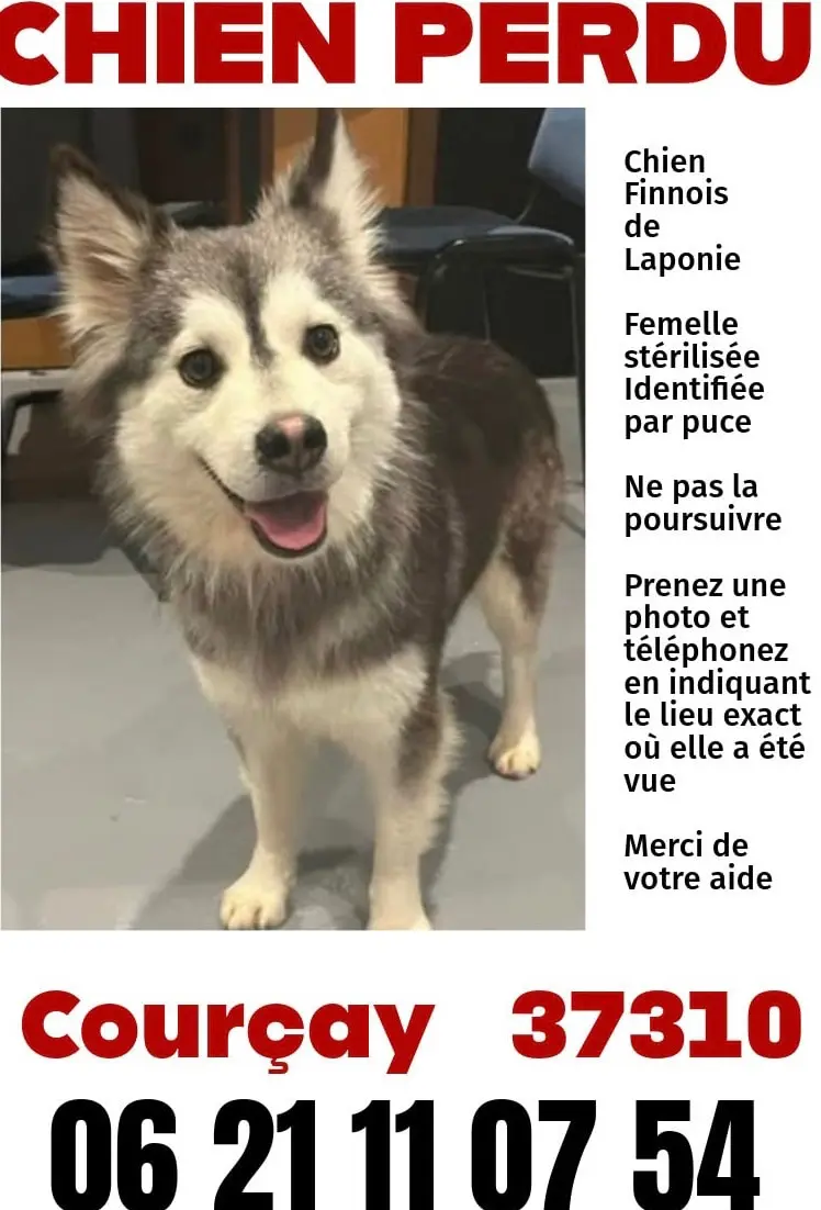 dog lost  Rouvres 37310 Courçay Ulya