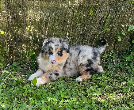 Chienne Perdue 59 Nord - Volga