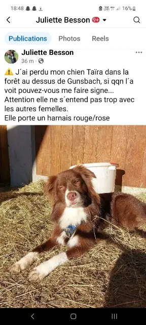 dog lost   68140 Gunsbach Taïra