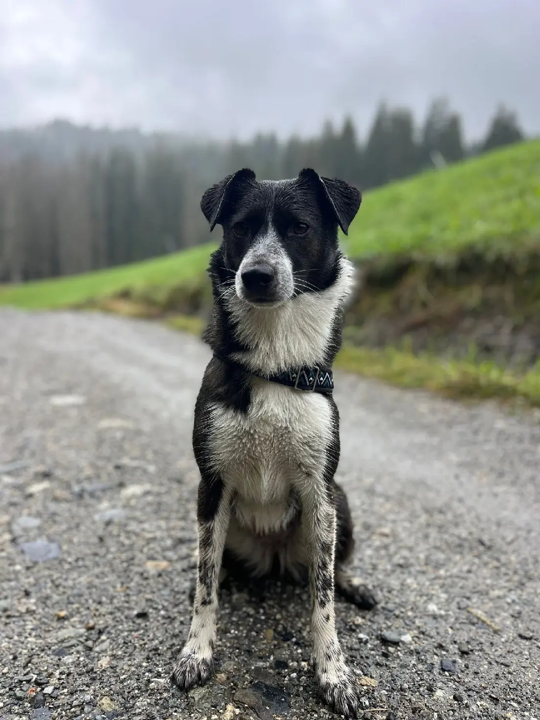 Chienne Perdue 74 Haute-Savoie - Hakea