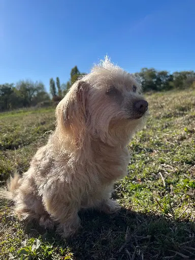 Chienne Perdue 78 Yvelines - Pépette