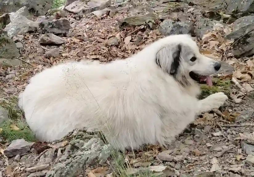 Chienne Trouvée 19 Corrèze Laguenne-sur-Avalouze - Isis