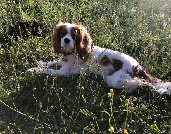 Chienne Trouvée 24 Dordogne - Belle