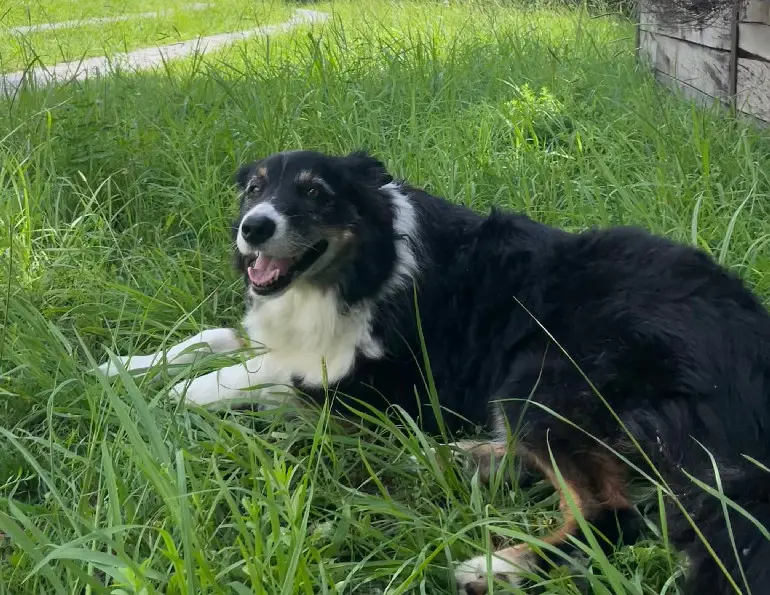 Chienne Perdue 31 Haute-Garonne - Jewell