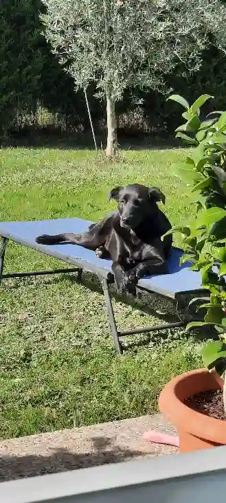 Chienne Trouvée 33 Gironde - Ohana