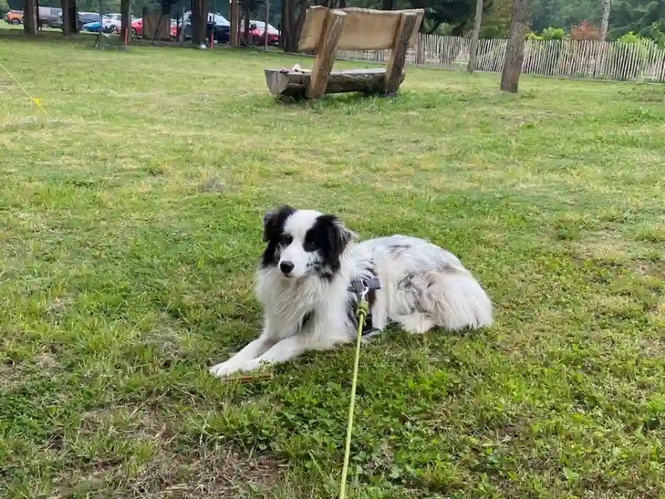 Chienne Trouvée 33 Gironde - Uméa