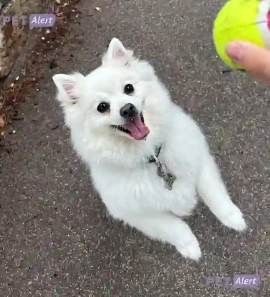 Chienne Trouvée 34 Hérault Montpellier - Cannelle