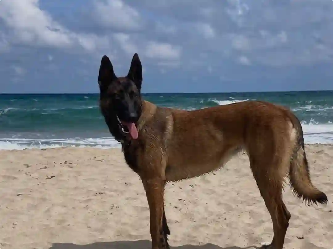 Chienne Trouvée 34 Hérault - Tchoupie