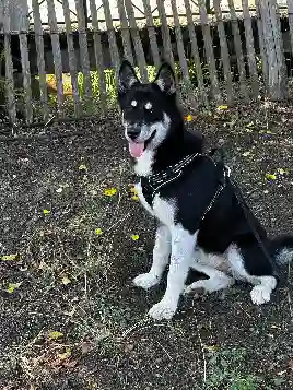 Chienne Trouvée 41 Loir-et-Cher - Vulka