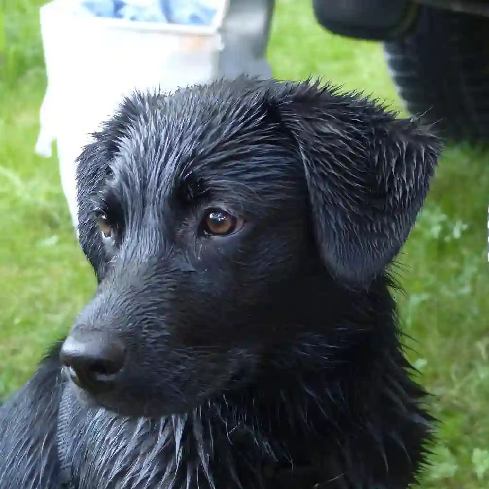 Chienne Trouvée 56 Morbihan - Tayana