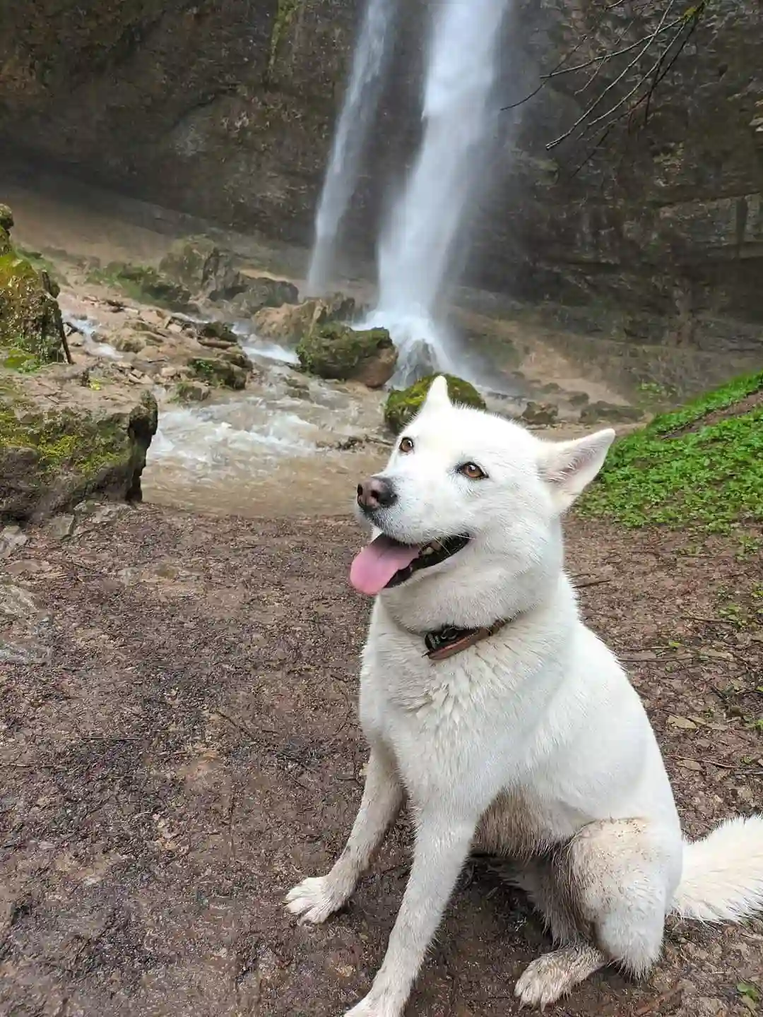 Chienne Trouvée 71 Saône-et-Loire - Maya