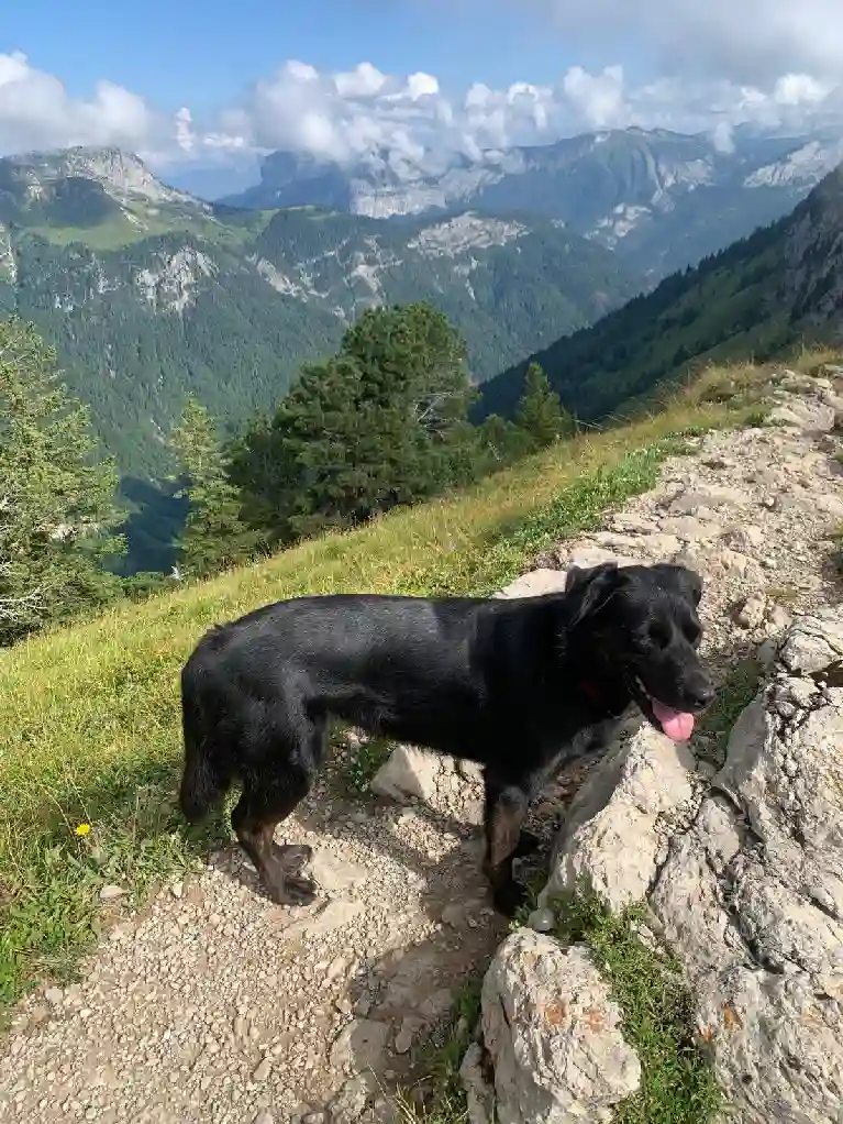 Chienne Trouvée 74 Haute-Savoie - Perla