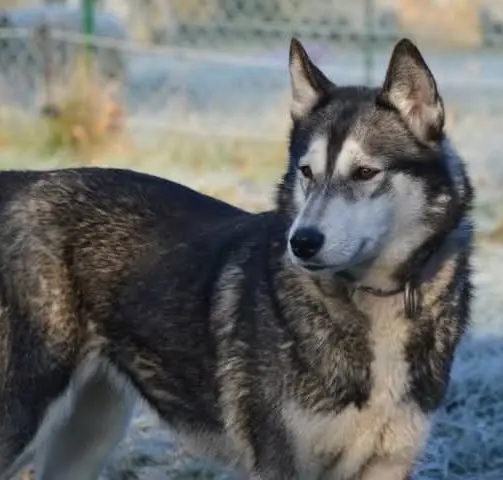 Chienne Perdue 82 Tarn-et-Garonne - Saika