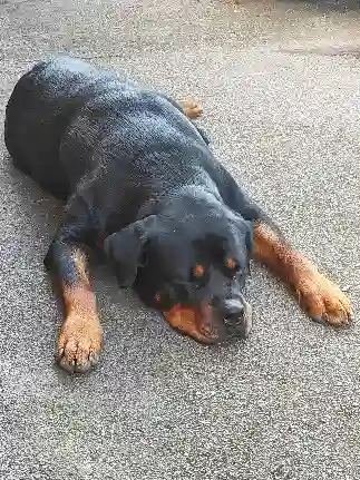 Chienne Trouvée 88 Vosges - Savana